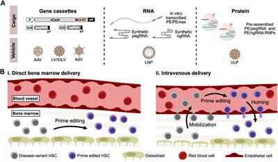 Prime editing in hematopoietic stem cells—From ex vivo to in vivo CRISPR-based treatment of blood disorders